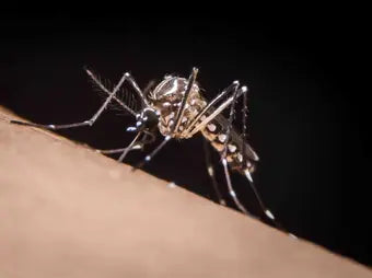 Mosquitos: El animal más letal del mundo y cómo protegerse