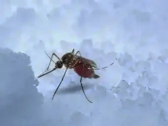 Desmentimos algunos mitos sobre los mosquitos en invierno.