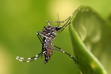 Estrategias efectivas para el control de mosquitos y para combatir las picaduras este verano.